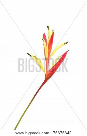 Heliconia Flower Isolated On White Background