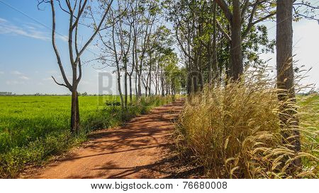 Grassland and  a dirt road