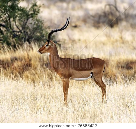 Gazelle Impala