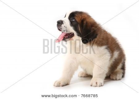 Poslušná Saint Bernard Puppy na bílém pozadí
