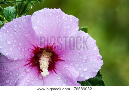 Hibiscus