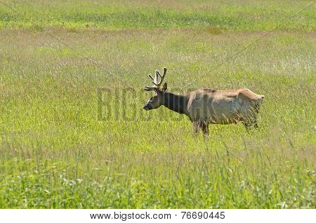 Velvet Elk