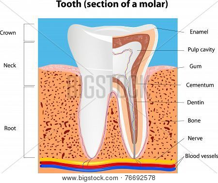 Tooth anatomy.