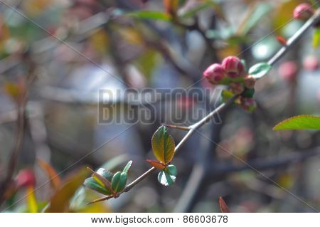 Spring Flowers