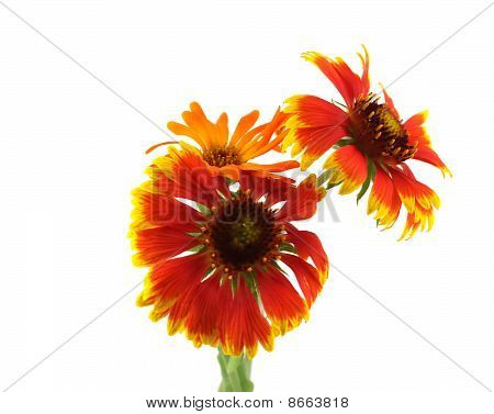 Flores escarlatas