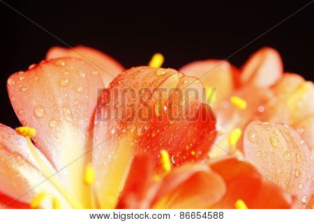 Clivia