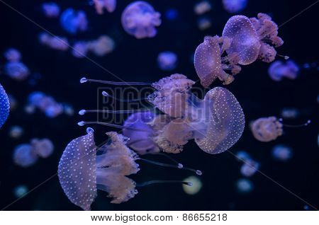 Small Jelly Fish