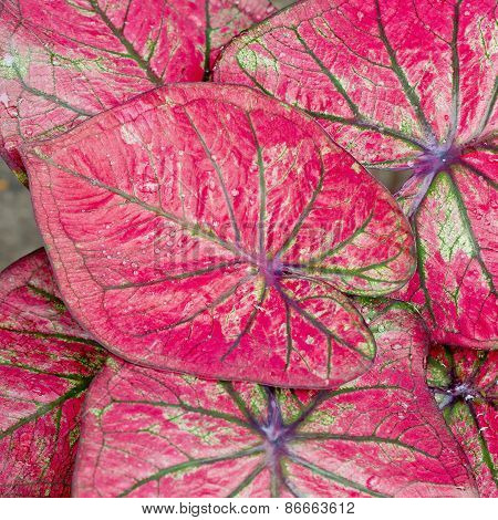 Leaf Background