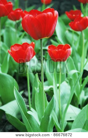 Tulips