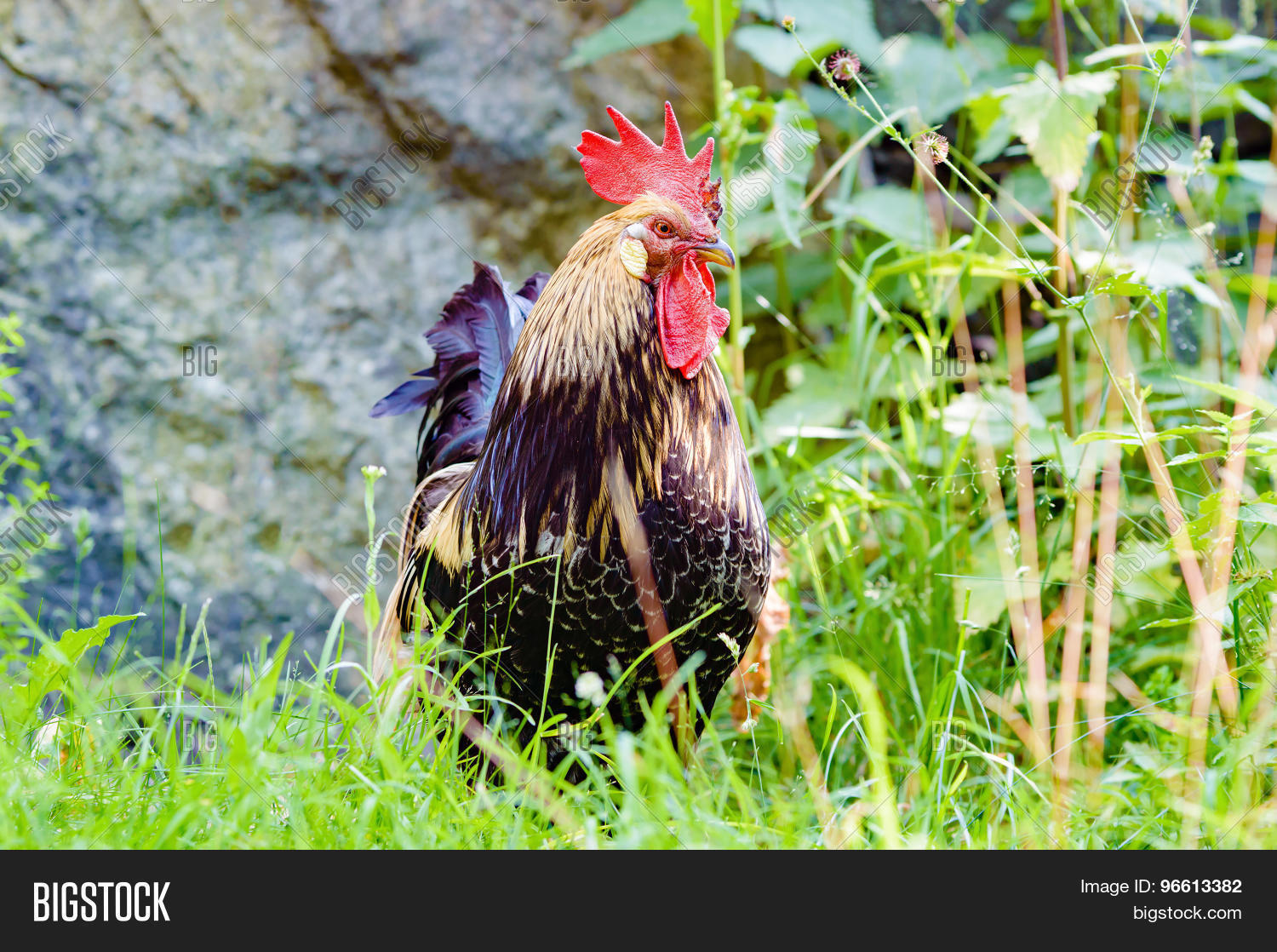 Image Preview