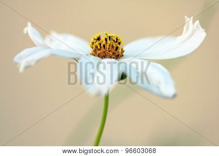 white flower cosmos