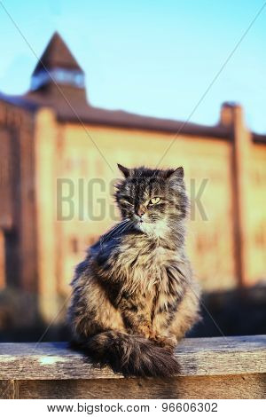 brown cat sitting on the street against the backdrop of the castle