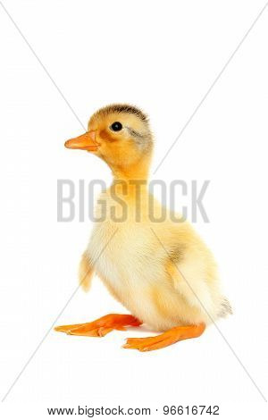 Cute Newborn Funny Duck