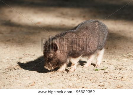 Young black piggy