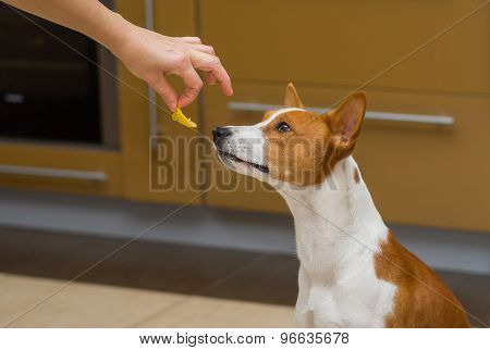 Cute basenji dog thinks about eat or not to eat lemon