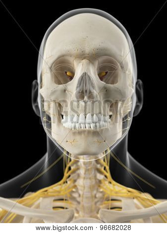 medically accurate illustration of the cervical nerves