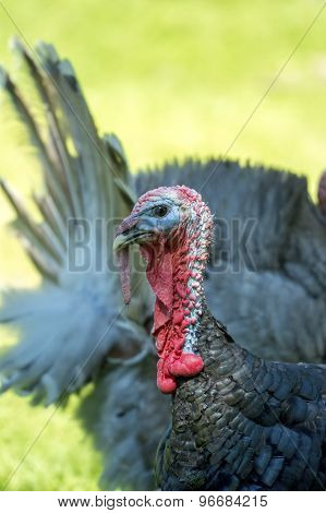 Detail Of The Head Of Turkey