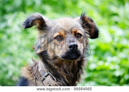 Home animals