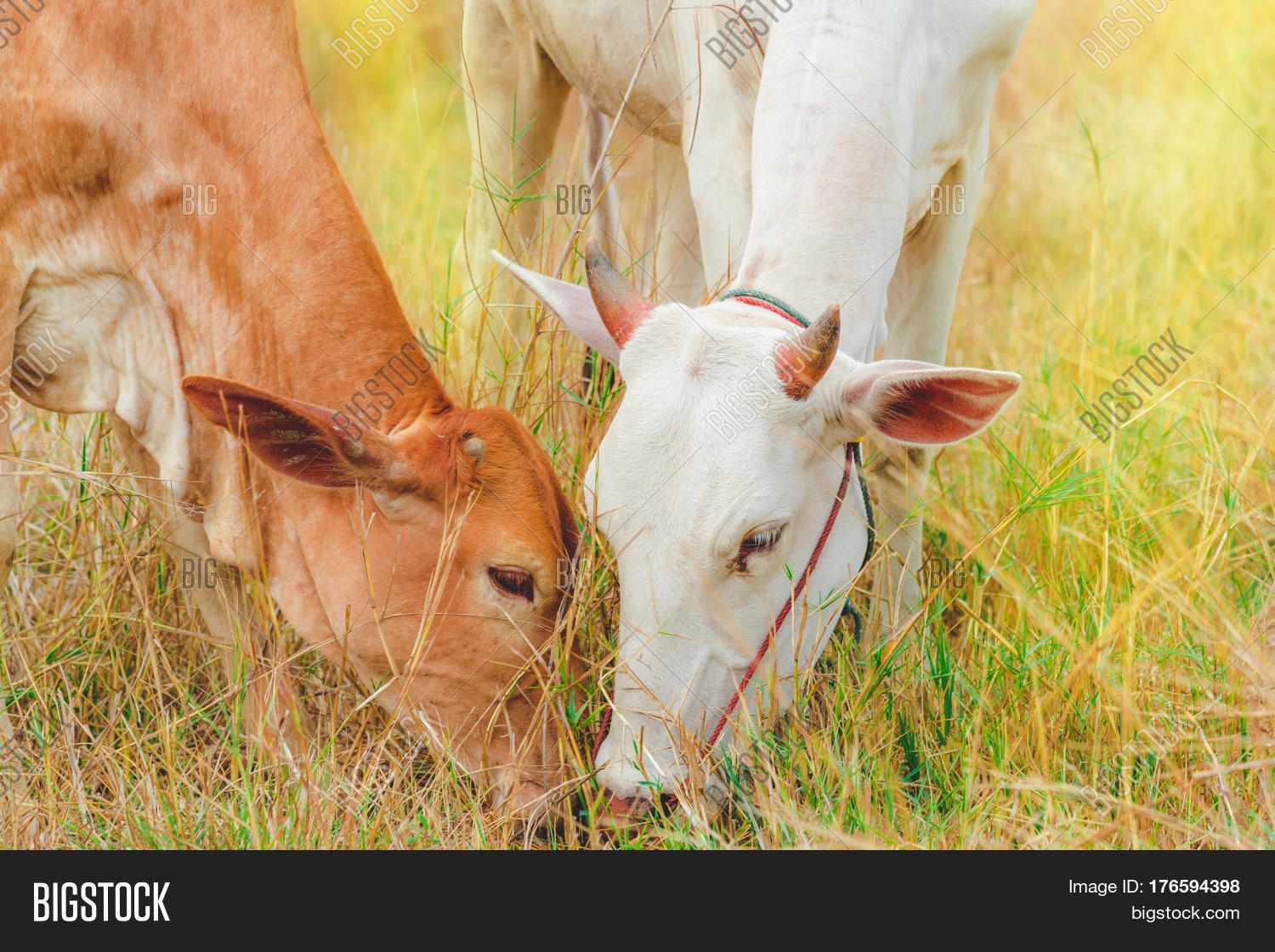Cows Feeding Grass. Image & Photo (Free Trial) Bigstock