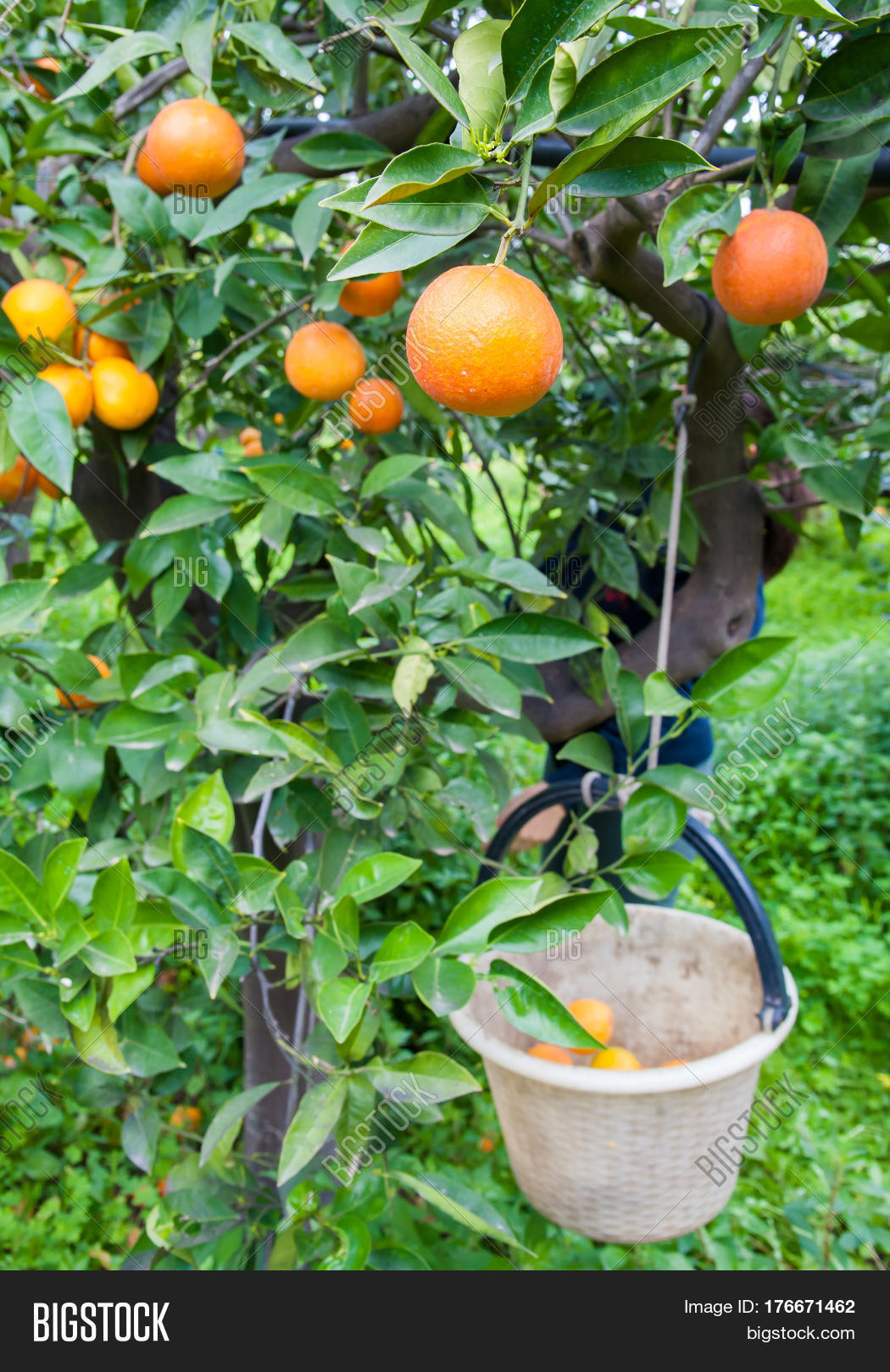Orange Harvest Time Image & Photo (Free Trial) Bigstock