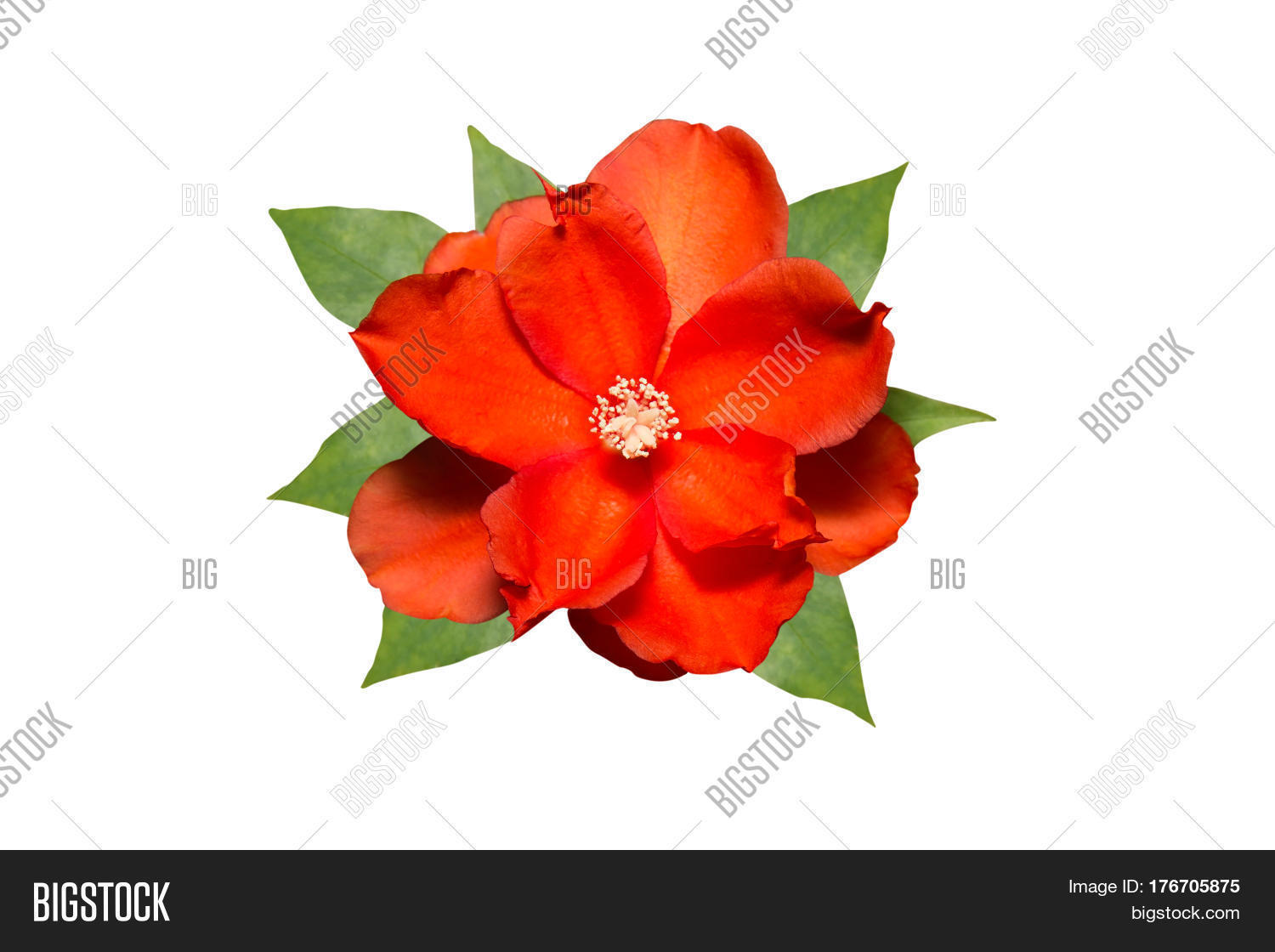 Red Orange Flower Image & Photo (Free Trial) Bigstock