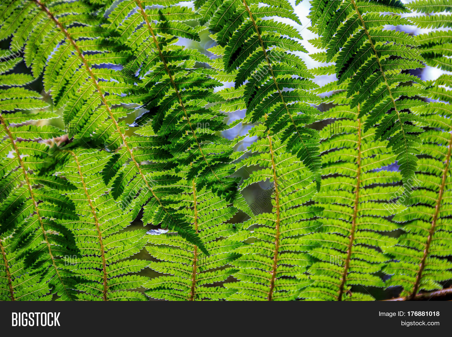 New Zealand Green Fern Image & Photo (Free Trial) Bigstock