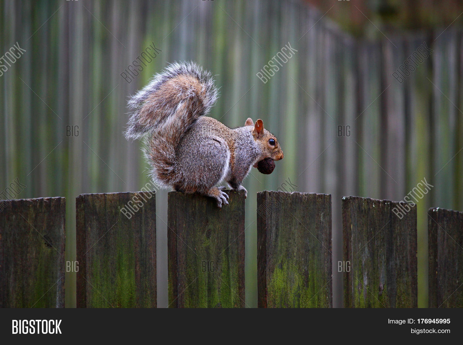 Squirrel Nut On Fence Image & Photo (Free Trial) Bigstock