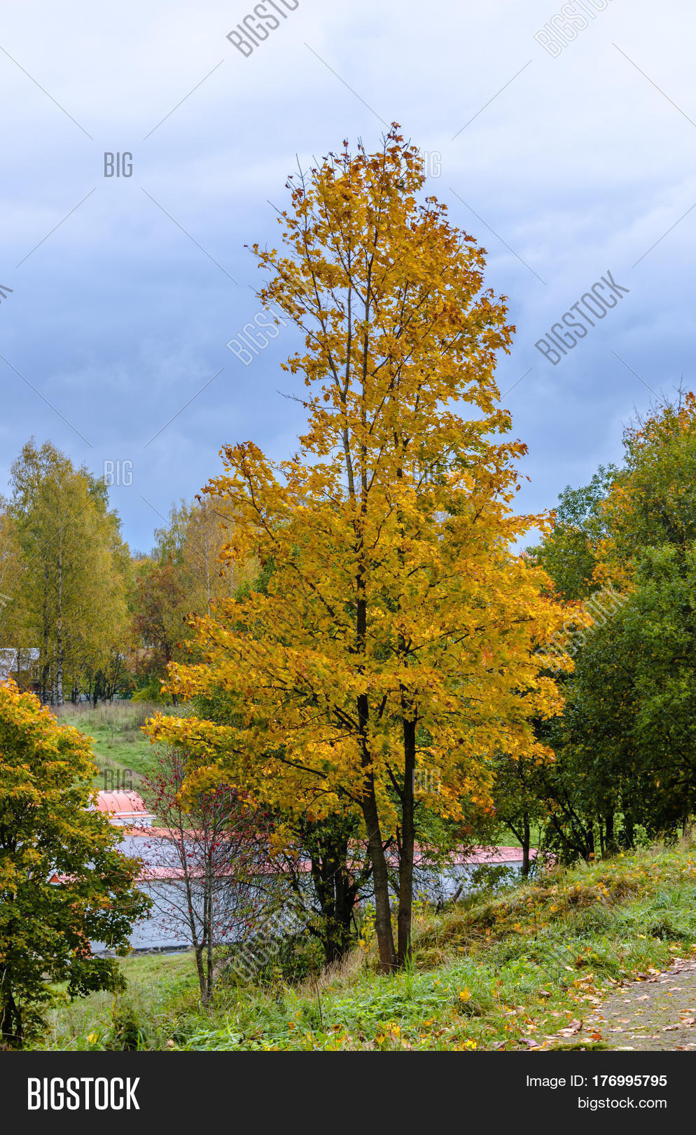 Осенняя Липа Фото