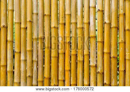 Bamboo wall Bamboo fence background. local area urban house protection from the thief.
