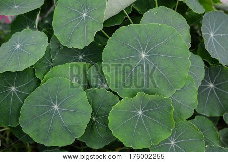 Close Up Of Green Leaves