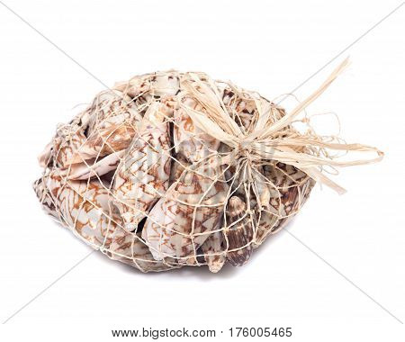 Decorative bag of bat volute sea shells, cymbiola vespertilio, volutidae family, isolated on white bacground