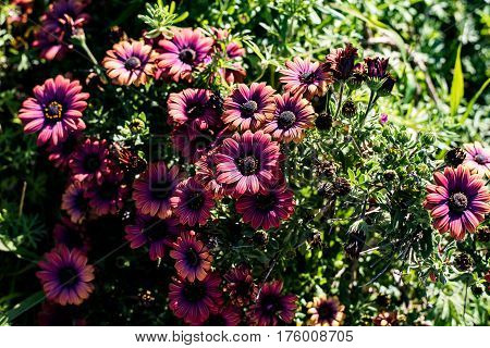 Colored flowers in garden during sunset lighting