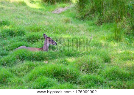 Deer resting among green grass 