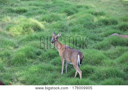 Deer resting among green grass 