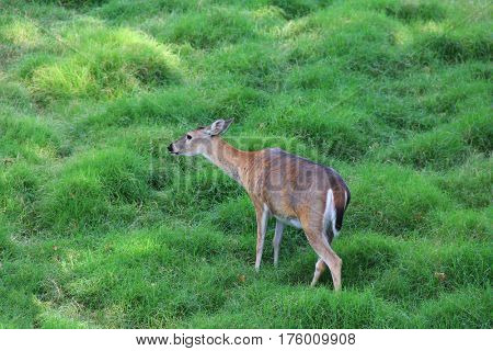 Deer resting among green grass 