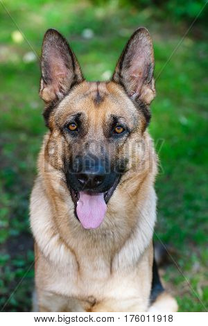 German Shepherd Dog sitting in green garden