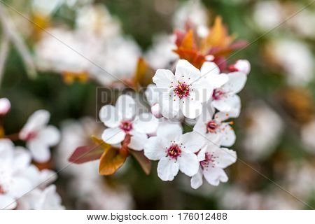 Cherry Blossom And Red Leaves, Green Foliage In The Background, Pink Flowers