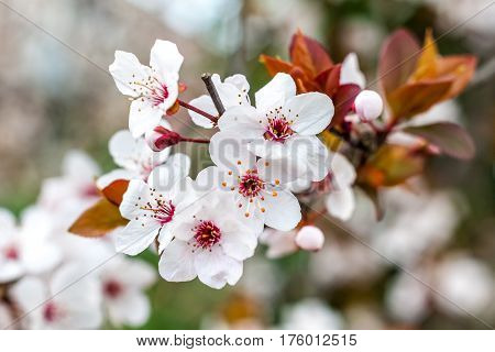 Cherry Blossom And Red Leaves, Green Foliage In The Background, Pink Flowers