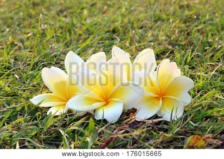 Travel to Bangkok, Thailand. White-yellow flowers of plumeria on the grass.