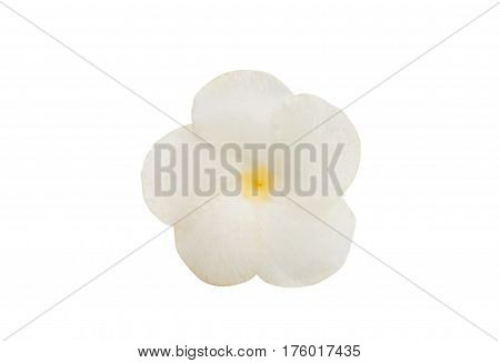 tropical beautiful exotic flower isolated on white background