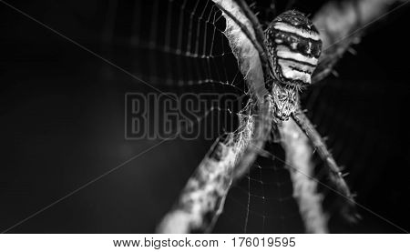 spider in it's web in monochrome in the garden