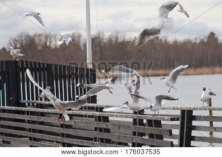 black-headed gulls fighting over food by a lake