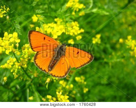 Butterfly3