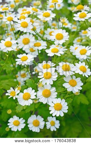 Tanacetum parthenium flowers feverfew in the garden