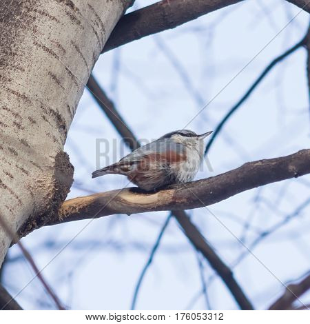 Eurasian or wood nuthatch Sitta europaea close-up portrait on tree selective focus shallow DOF.