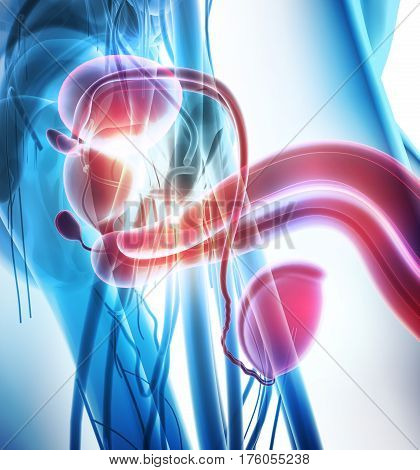Reproductive System Male, Medical Concept.
