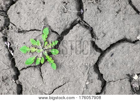 Weed grows in the ground. Dry land texture. Black and white image