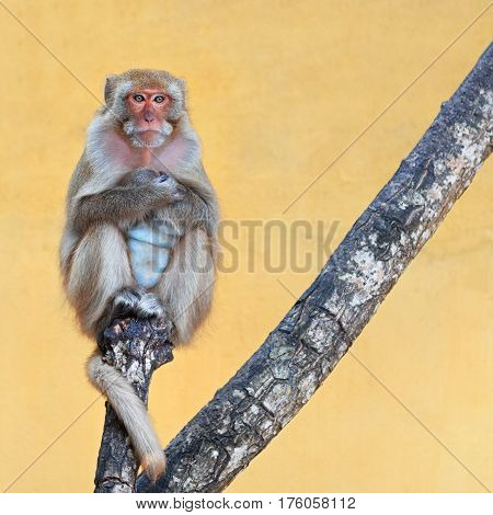 Monkey portrait sitting on a branch on a vivid yellow background