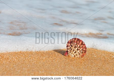 scallop shell on the beach. Striped seashell on sand. Summer vacation concept. Photo with copy space