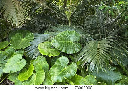Alocasia odora leaves and satakentia liukiuensis leaves in Ishigaki island